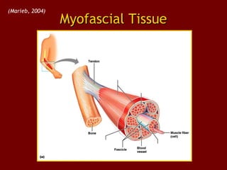 Myofascial TissueMyofascial Tissue
(Marieb, 2004)
 