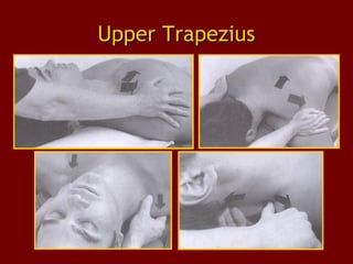 Upper TrapeziusUpper Trapezius
 