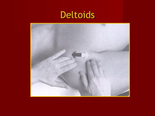DeltoidsDeltoids
 
