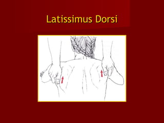 Latissimus DorsiLatissimus Dorsi
 