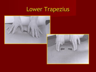 Lower TrapeziusLower Trapezius
 