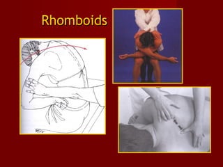RhomboidsRhomboids
 