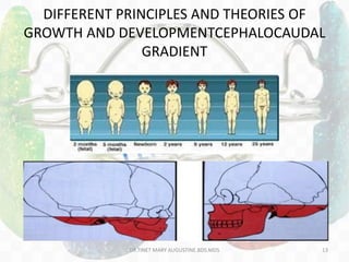 DIFFERENT PRINCIPLES AND THEORIES OF
GROWTH AND DEVELOPMENTCEPHALOCAUDAL
GRADIENT
DR.TINET MARY AUGUSTINE.BDS.MDS 13
 