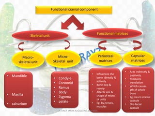 136
Functional cranial component
Skeletal unit
Functional matrices
Macro-
skeletal unit
Micro-
Skeletal unit
Periosteal
matrices
Capsular
matrices
• Condyle
• Coronoid
• Ramus
• Body
• Zygoma
• palate
• Mandible
• Maxilla
• calvarium
• Influences the
bone directly &
actively
• Bone dep &
resorp
• Affects size &
shape of micro
sk units
• Eg: BV,nreves,
muscles
• Acts indirectly &
passively
• Produces
translation
• Which causes
gth of whole
bone
• Eg: neuro cranial
capsule
• Oro facial
capsule
DR.TINET MARY AUGUSTINE.BDS.MDS
 