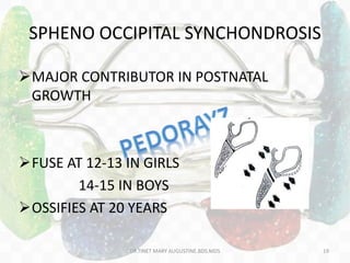 SPHENO OCCIPITAL SYNCHONDROSIS
MAJOR CONTRIBUTOR IN POSTNATAL
GROWTH
FUSE AT 12-13 IN GIRLS
14-15 IN BOYS
OSSIFIES AT 20 YEARS
DR.TINET MARY AUGUSTINE.BDS.MDS 19
 