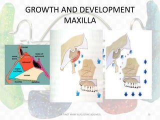 GROWTH AND DEVELOPMENT
MAXILLA
DR.TINET MARY AUGUSTINE.BDS.MDS 25
 