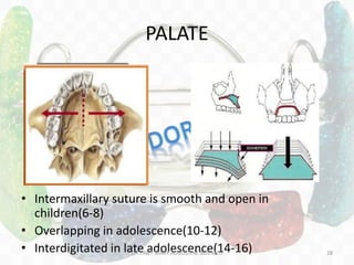 PALATE
• Intermaxillary suture is smooth and open in
children(6-8)
• Overlapping in adolescence(10-12)
• Interdigitated in late adolescence(14-16)DR.TINET MARY AUGUSTINE.BDS.MDS 28
 