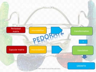 ORGANIZATION OF FMH
Periosteal
matrix microskelton transformation
Capsular matrix macroskelton translation
+
GROWTH
DR.TINET MARY AUGUSTINE.BDS.MDS 44
 