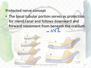 Protected nerve concept
• The basal tubular portion serves as protection
for mand.canal and follows downward and
forward movement from beneath the cranium
DR.TINET MARY AUGUSTINE.BDS.MDS 49
 