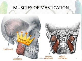 MUSCLES OF MASTICATION
DR.TINET MARY AUGUSTINE.BDS.MDS 55
 