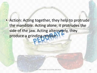 • Action: Acting together, they help to protrude
the mandible. Acting alone, it protrudes the
side of the jaw. Acting alternately, they
produce a grinding motion.
DR.TINET MARY AUGUSTINE.BDS.MDS 61
 