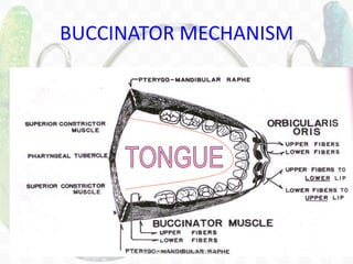 62
BUCCINATOR MECHANISM
DR.TINET MARY AUGUSTINE.BDS.MDS
 