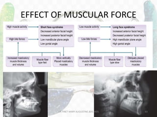 EFFECT OF MUSCULAR FORCE
DR.TINET MARY AUGUSTINE.BDS.MDS 63
 