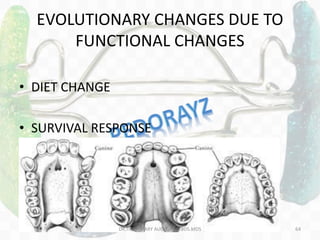 EVOLUTIONARY CHANGES DUE TO
FUNCTIONAL CHANGES
• DIET CHANGE
• SURVIVAL RESPONSE
DR.TINET MARY AUGUSTINE.BDS.MDS 64
 