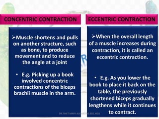 70
When the overall length
of a muscle increases during
contraction, it is called an
eccentric contraction.
• E.g. As you lower the
book to place it back on the
table, the previously
shortened biceps gradually
lengthens while it continues
to contract.
Muscle shortens and pulls
on another structure, such
as bone, to produce
movement and to reduce
the angle at a joint
• E.g. Picking up a book
involved concentric
contractions of the biceps
brachii muscle in the arm.
CONCENTRIC CONTRACTION ECCENTRIC CONTRACTION
DR.TINET MARY AUGUSTINE.BDS.MDS
 