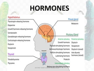 HORMONES
DR.TINET MARY AUGUSTINE.BDS.MDS
 