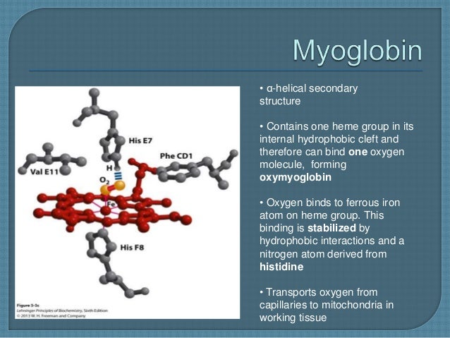 myoglobin