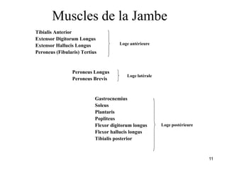 11
Muscles de la Jambe
Tibialis Anterior
Extensor Digitorum Longus
Extensor Hallucis Longus
Peroneus (Fibularis) Tertius
Peroneus Longus
Peroneus Brevis
Gastrocnemius
Soleus
Plantaris
Popliteus
Flexor digitorum longus
Flexor hallucis longus
Tibialis posterior
Loge antérieure
Loge latérale
Loge postérieure
 