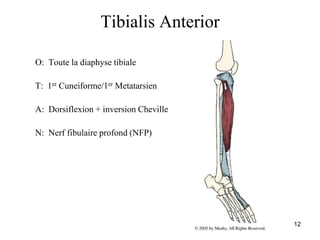 12
Tibialis Anterior
O: Toute la diaphyse tibiale
T: 1er Cuneiforme/1er Metatarsien
A: Dorsiflexion + inversion Cheville
N: Nerf fibulaire profond (NFP)
 