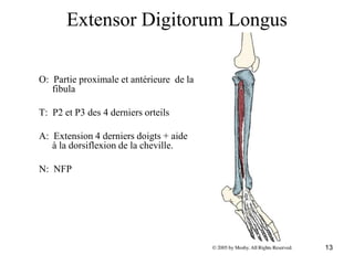 13
Extensor Digitorum Longus
O: Partie proximale et antérieure de la
fibula
T: P2 et P3 des 4 derniers orteils
A: Extension 4 derniers doigts + aide
à la dorsiflexion de la cheville.
N: NFP
 