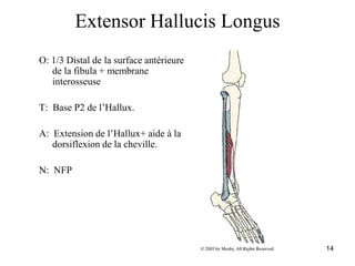 14
Extensor Hallucis Longus
O: 1/3 Distal de la surface antérieure
de la fibula + membrane
interosseuse
T: Base P2 de l’Hallux.
A: Extension de l’Hallux+ aide à la
dorsiflexion de la cheville.
N: NFP
 