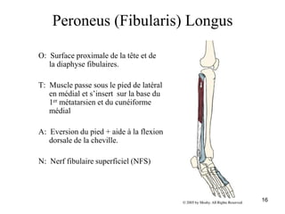 16
Peroneus (Fibularis) Longus
O: Surface proximale de la tête et de
la diaphyse fibulaires.
T: Muscle passe sous le pied de latéral
en médial et s’insert sur la base du
1er métatarsien et du cunéiforme
médial
A: Eversion du pied + aide à la flexion
dorsale de la cheville.
N: Nerf fibulaire superficiel (NFS)
 