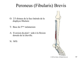 17
Peroneus (Fibularis) Brevis
O: 2/3 distaux de la face latérale de la
diaphyse fibulaire
T: Base du 5ème métatarsien
A: Eversion du pied + aide à la flexion
dorsale de la cheville.
N: NFS
 