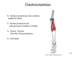 18
Gastrocnemius
O: Surfaces postérieures des condyles
médial & latéral
T: Surface postérieure du
calcaneus par le tendon d’Achille.
A. Genou: Flexion
Cheville: Flexion plantaire
N. Nerf tibial
 