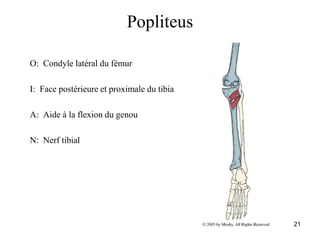 21
Popliteus
O: Condyle latéral du fémur
I: Face postérieure et proximale du tibia
A: Aide à la flexion du genou
N: Nerf tibial
 