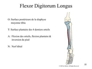 22
Flexor Digitorum Longus
O: Surface postérieure de la diaphyse
moyenne tibia
T: Surface plantaire des 4 derniers orteils
A: Flexion des orteils, flexion plantaire &
inversion du pied
N: Nerf tibial
 