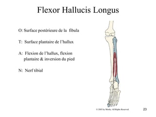 23
Flexor Hallucis Longus
O: Surface postérieure de la fibula
T: Surface plantaire de l’hallux
A: Flexion de l’hallux, flexion
plantaire & inversion du pied
N: Nerf tibial
 