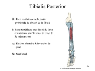 24
Tibialis Posterior
O: Face postérieure de la partie
proximale du tibia et de la fibula
I: Face postérieure tous les os du tarse
et métatarse sauf le talus, le 1er et le
5e métatarsiens
A: Flexion plantaire & inversion du
pied
N: Nerf tibial
 