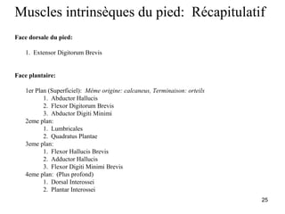 25
Muscles intrinsèques du pied: Récapitulatif
Face dorsale du pied:
1. Extensor Digitorum Brevis
Face plantaire:
1er Plan (Superficiel): Même origine: calcaneus, Terminaison: orteils
1. Abductor Hallucis
2. Flexor Digitorum Brevis
3. Abductor Digiti Minimi
2eme plan:
1. Lumbricales
2. Quadratus Plantae
3eme plan:
1. Flexor Hallucis Brevis
2. Adductor Hallucis
3. Flexor Digiti Minimi Brevis
4eme plan: (Plus profond)
1. Dorsal Interossei
2. Plantar Interossei
 
