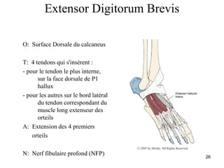 26
Extensor Digitorum Brevis
O: Surface Dorsale du calcaneus
T: 4 tendons qui s'insèrent :
- pour le tendon le plus interne,
sur la face dorsale de P1
hallux
- pour les autres sur le bord latéral
du tendon correspondant du
muscle long extenseur des
orteils
A: Extension des 4 premiers
orteils
N: Nerf fibulaire profond (NFP)
 