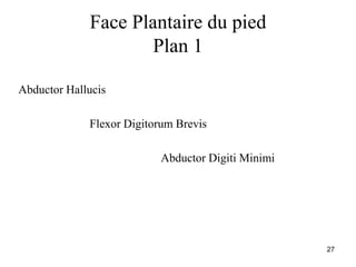 27
Face Plantaire du pied
Plan 1
Abductor Hallucis
Flexor Digitorum Brevis
Abductor Digiti Minimi
 