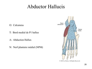 28
Abductor Hallucis
O: Calcaneus
T: Bord medial de P1 hallux
A: Abduction Hallux
N: Nerf plantaire médial (NPM)
 