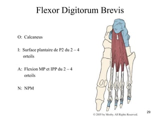 29
Flexor Digitorum Brevis
O: Calcaneus
I: Surface plantaire de P2 du 2 – 4
orteils
A: Flexion MP et IPP du 2 – 4
orteils
N: NPM
 