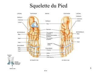 3
Squelette du Pied
 