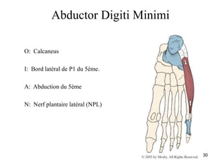 30
Abductor Digiti Minimi
O: Calcaneus
I: Bord latéral de P1 du 5ème.
A: Abduction du 5ème
N: Nerf plantaire latéral (NPL)
 