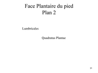 31
Face Plantaire du pied
Plan 2
Lumbricales
Quadratus Plantae
 