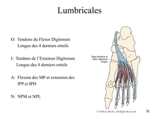 32
Lumbricales
O: Tendons du Flexor Digitorum
Longus des 4 derniers orteils
I: Tendons de l’Extensor Digitorum
Longus des 4 derniers orteils
A: Flexion des MP et extension des
IPP et IPD
N: NPM et NPL
 