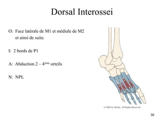 39
Dorsal Interossei
O: Face latérale de M1 et médiale de M2
et ainsi de suite.
I: 2 bords de P1
A: Abduction 2 – 4ème orteils
N: NPL
 