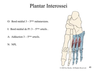 40
Plantar Interossei
O: Bord médial 3 – 5ème métatarsiens.
I: Bord médial de P1 3 – 5ème orteils .
A: Adduction 3 – 5ème orteils.
N: NPL
 