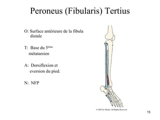 15
Peroneus (Fibularis) Tertius
O: Surface antérieure de la fibula
distale
T: Base du 5ème
métatarsien
A: Dorsiflexion et
eversion du pied.
N: NFP
 