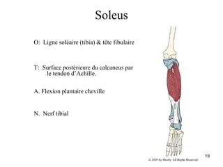 19
Soleus
O: Ligne soléaire (tibia) & tête fibulaire
T: Surface postérieure du calcaneus par
le tendon d’Achille.
A. Flexion plantaire cheville
N. Nerf tibial
 