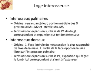 Loge interosseuse
• Interosseux palmaires
– Origine: versant antérieur, portion médiale des ¾
proximaux M1, M2 et latérale...