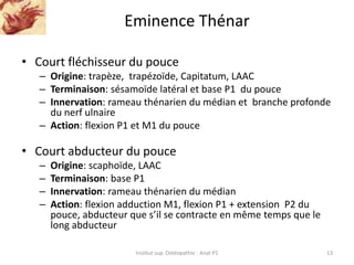 Eminence Thénar
• Court fléchisseur du pouce
– Origine: trapèze, trapézoïde, Capitatum, LAAC
– Terminaison: sésamoïde laté...