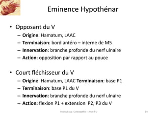 Eminence Hypothénar
• Opposant du V
– Origine: Hamatum, LAAC
– Terminaison: bord antéro – interne de M5
– Innervation: bra...