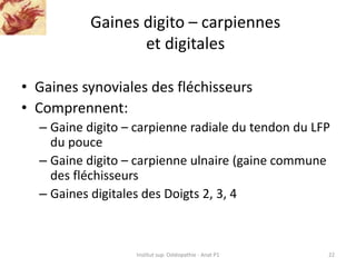 Gaines digito – carpiennes
et digitales
• Gaines synoviales des fléchisseurs
• Comprennent:
– Gaine digito – carpienne rad...