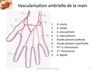 Vascularisation artérielle de la main
27
1. A. ulnaire
2. A. radiale
3. A. ulno palmaire
4. A. radio palmaire
5. Arcade pa...
